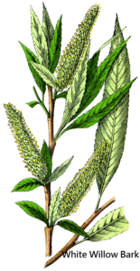 WHITE-WILLOW-155x300